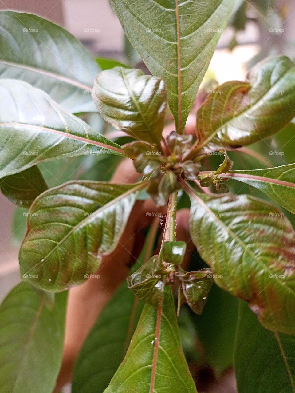 🟢 in different shade