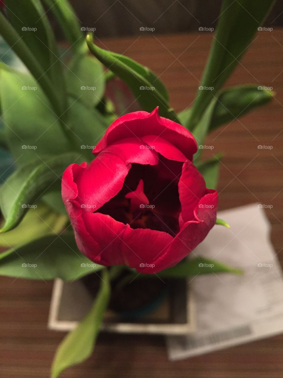 Tulipa