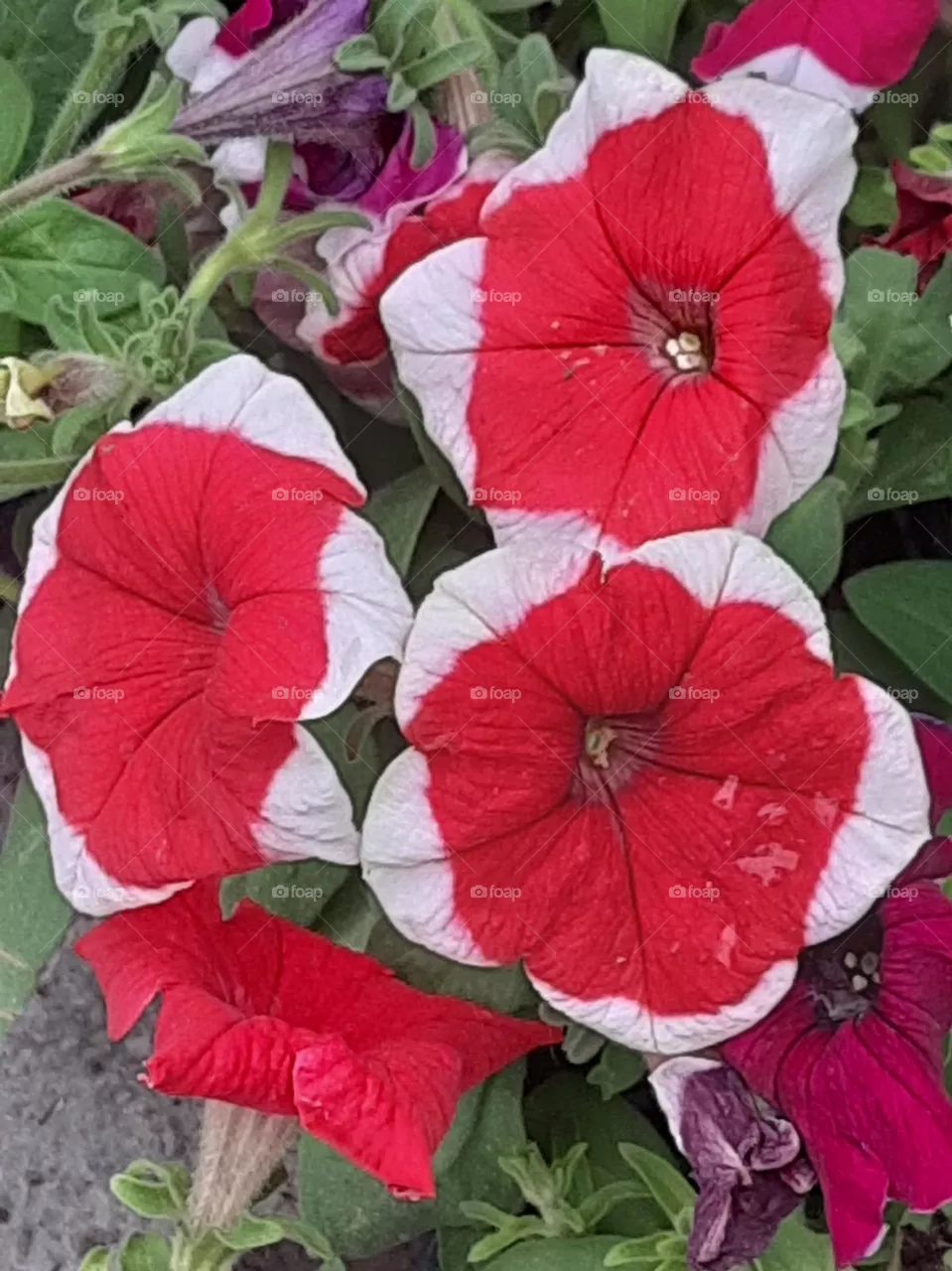 flower