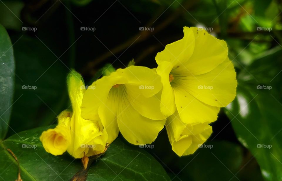 Yellow Flowers