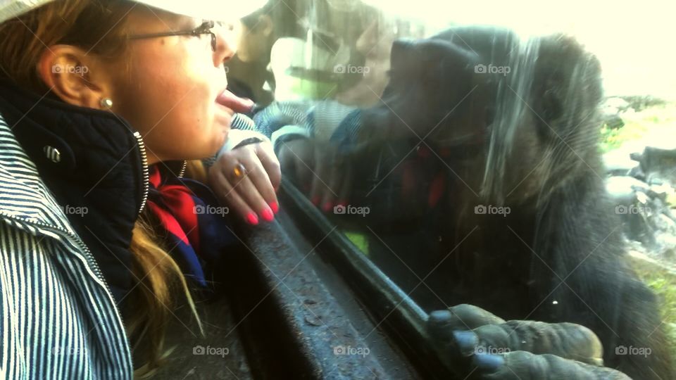 Gorilla and human interacting 