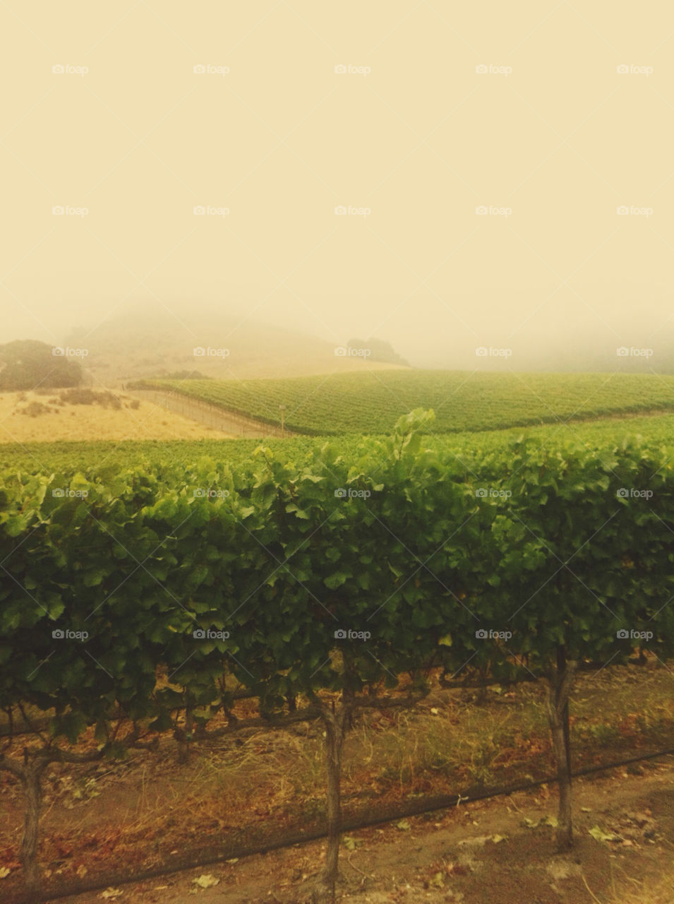 A vineyard landscape.