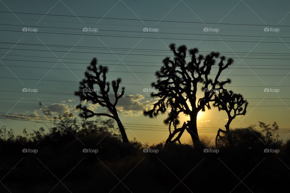 Joshua trees