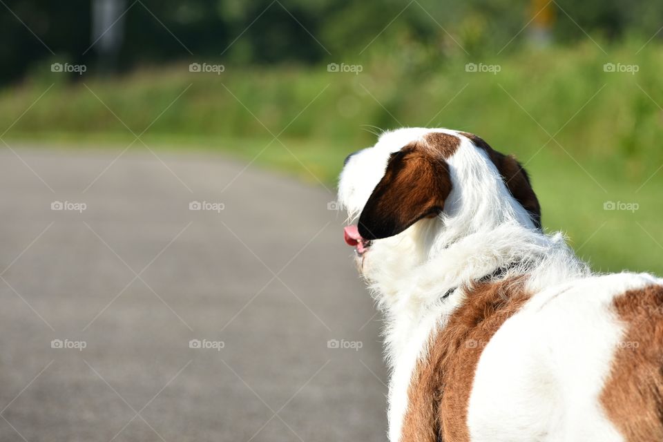 Cute dog with ears blowing in wind enjoying summer afternoon in nature park 
