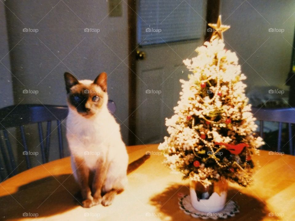 Siamese Cat sitting on kitchen table next to small Christmas Tree. Gold star on top of tree, bright light.