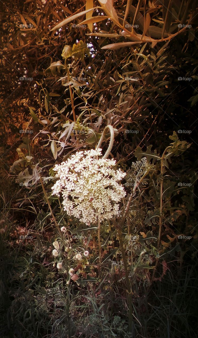 Wildflower in dry fall nature