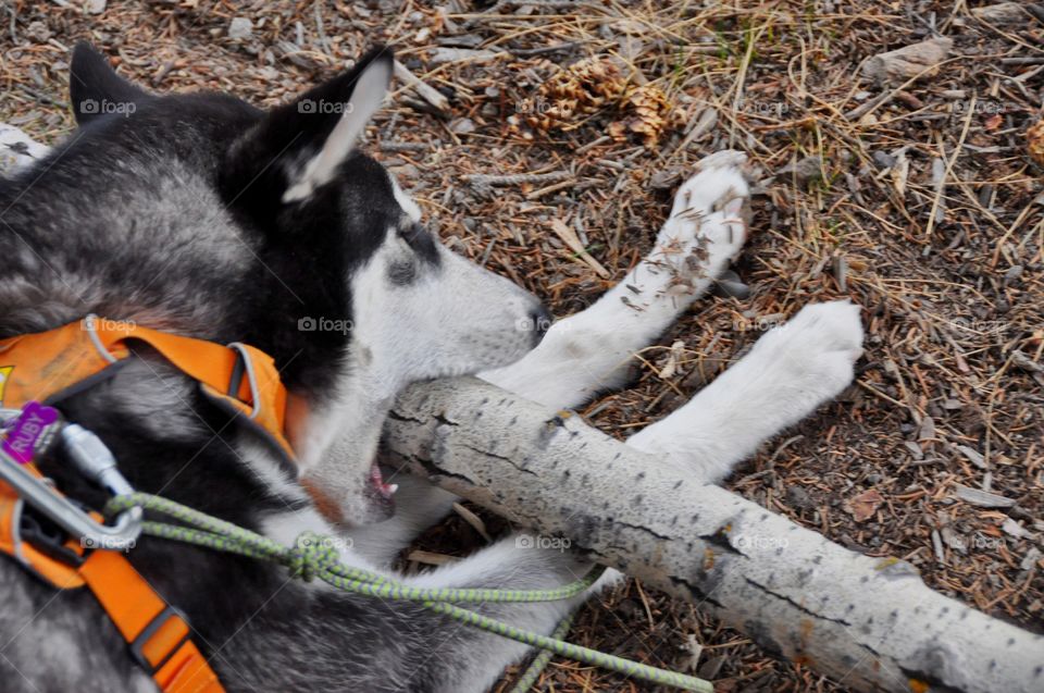 A Siberian Husky chewing on a very large stick. She is in an adventure in the woods.