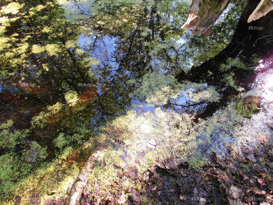 pond reflection