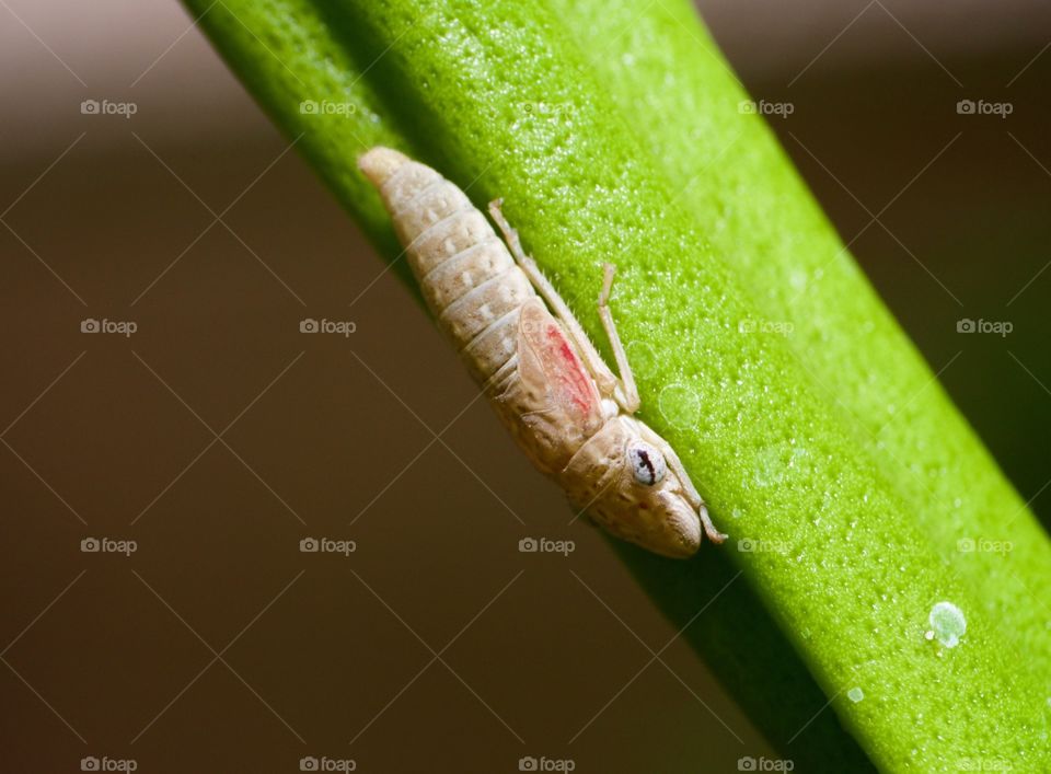 Strange insect on an orange tree branch.