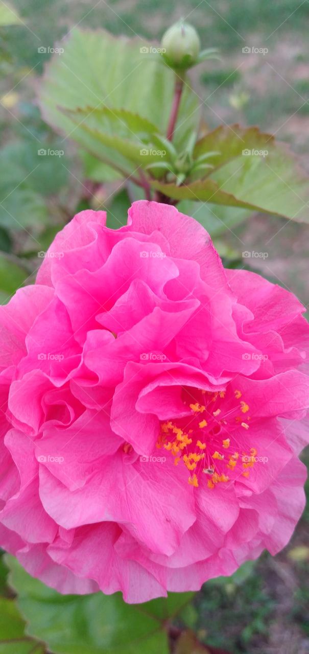 pink fucia hibiscus flower

￼