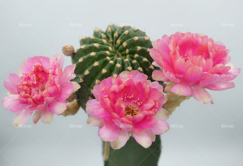 lobivia cactus flowers