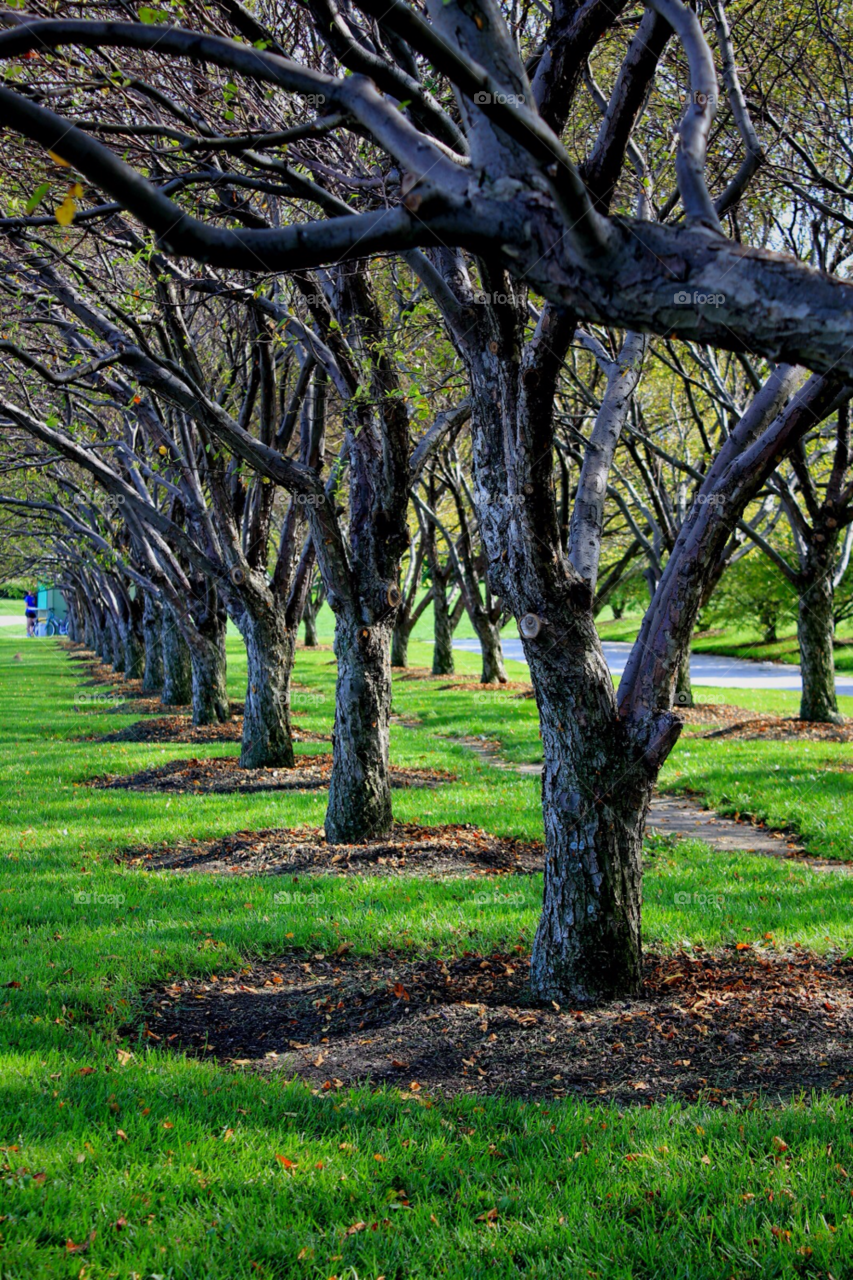 green grass trees park by stevehardley7