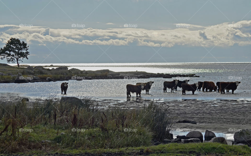 Gö, Ronneby Archipelago, Sweden