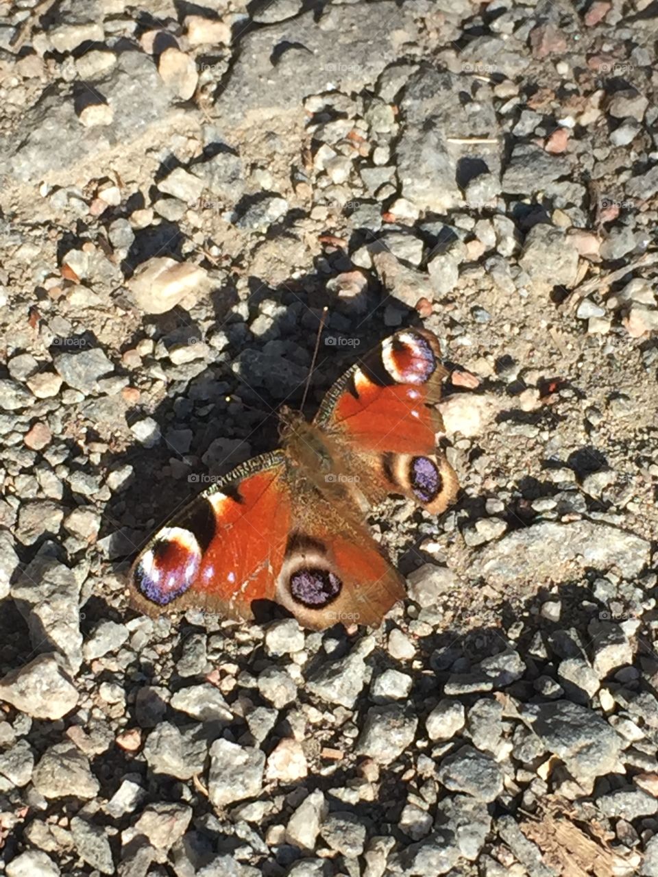 Peacock Butterfly sunbathing🦋☀️