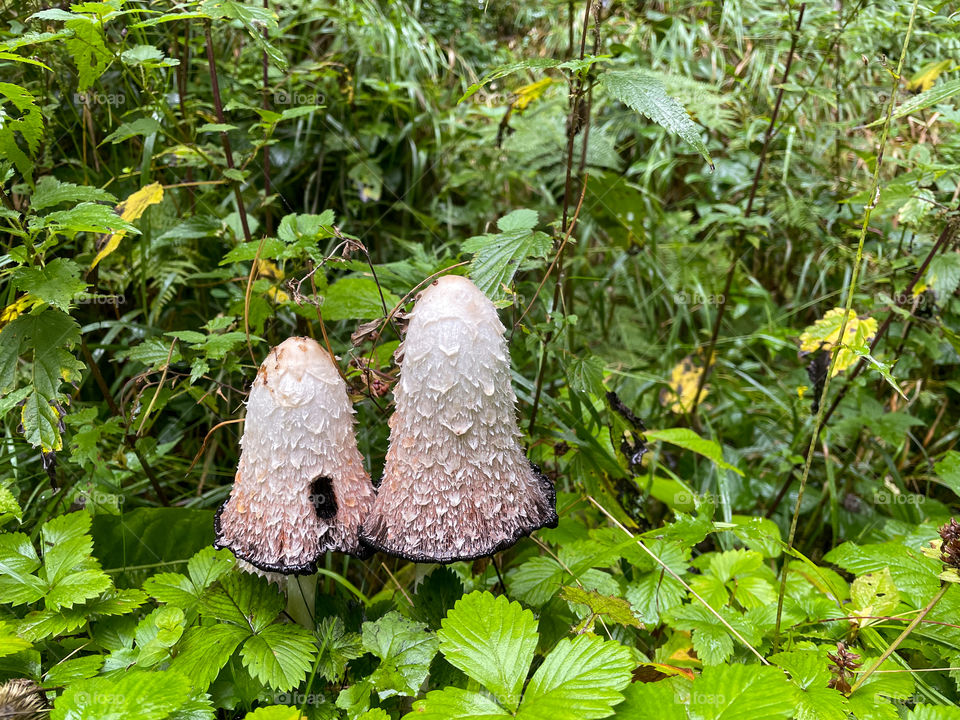 White Dung mushroom growing in the forest amid green plants.