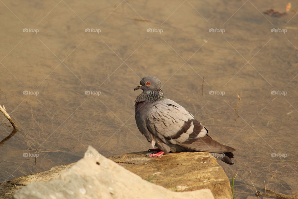 #pigeon #pigeoneye #cute #lake