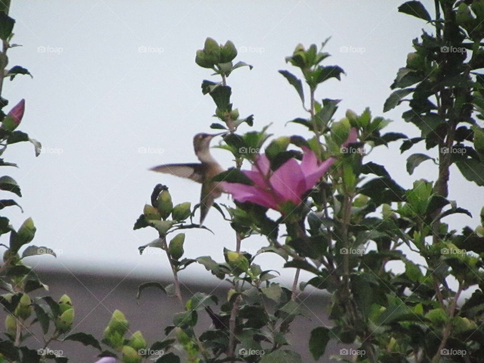 Hummingbird. he visits every morning to the rose of sharons