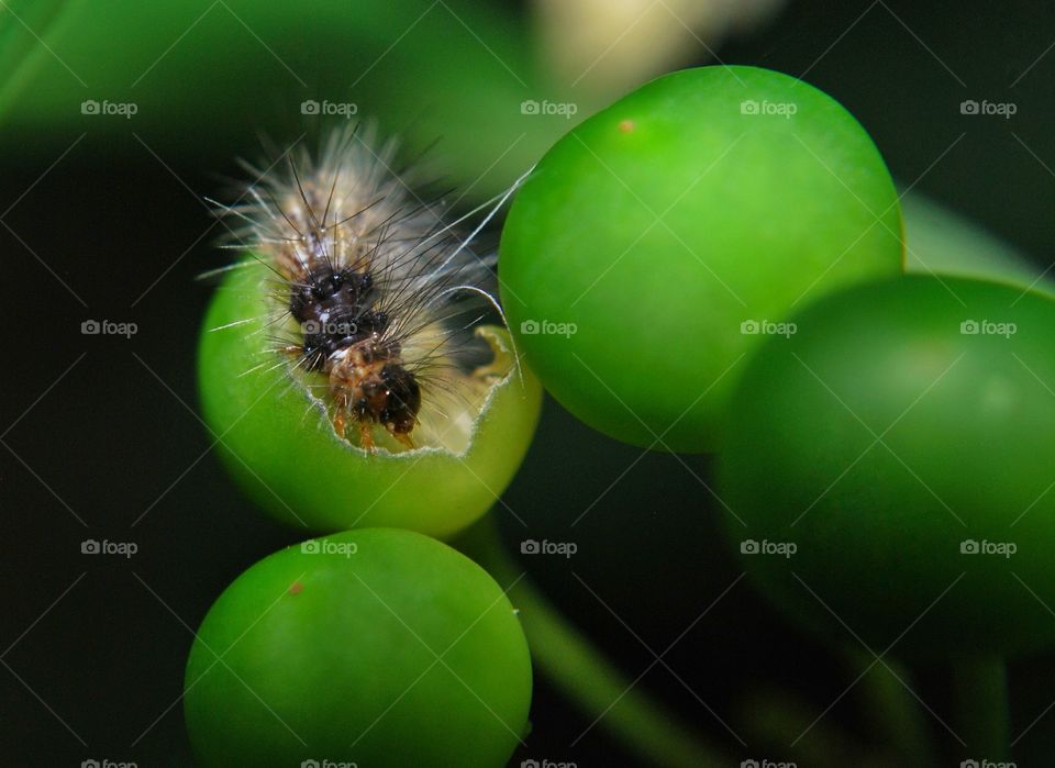 insect caterpillar