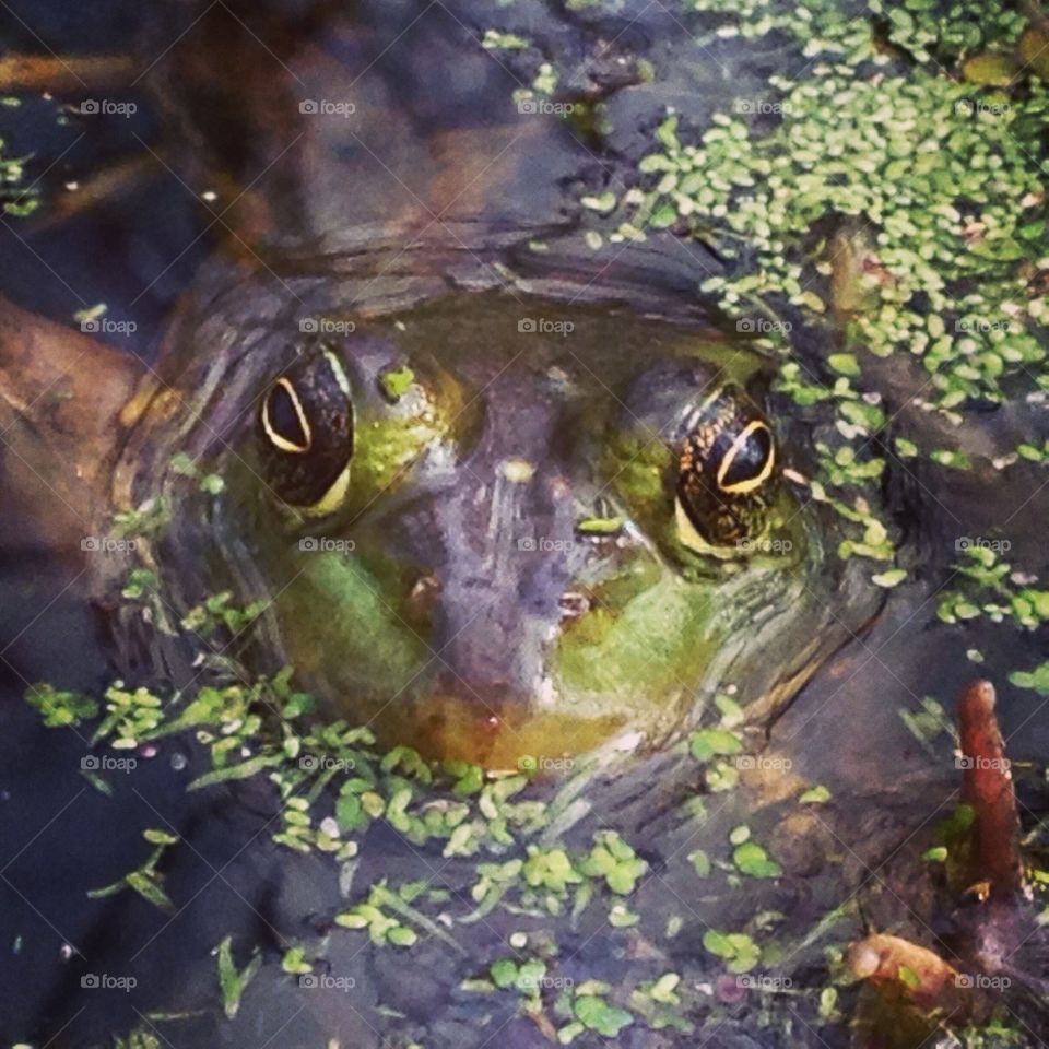 Frog