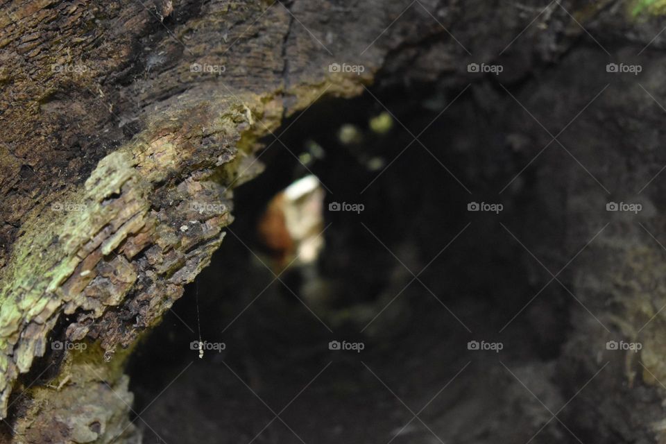 Old fallen tree. What stories could it tell?