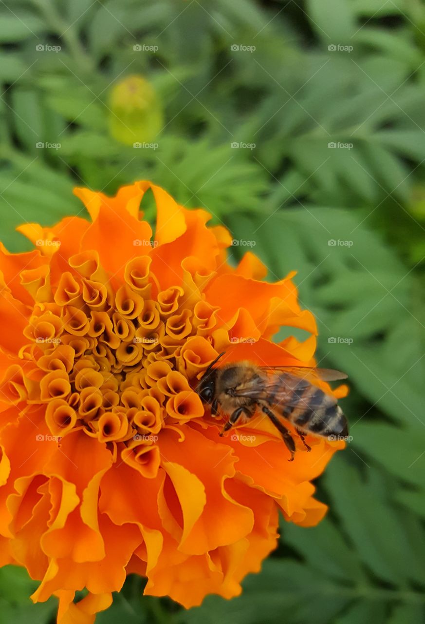 Bee pollinating orange marigolds flower