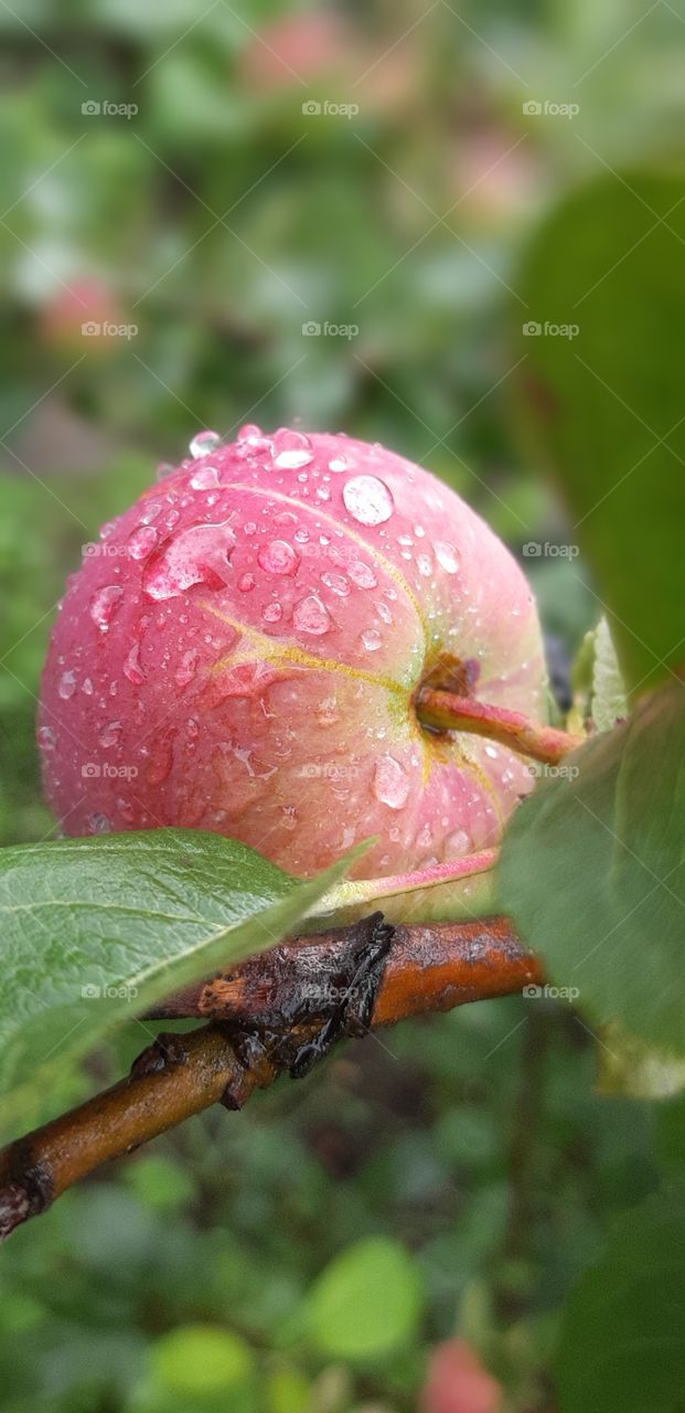 Apple with rain drops