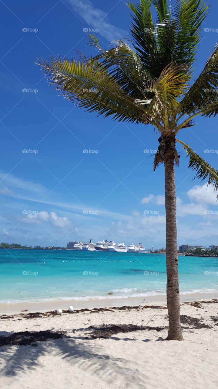 Palm tree on the beach