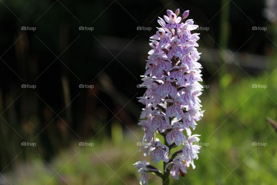 Common spotted orchid 