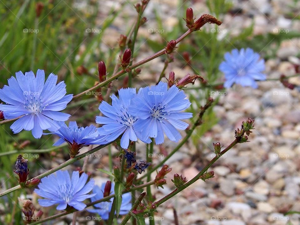 Chicory