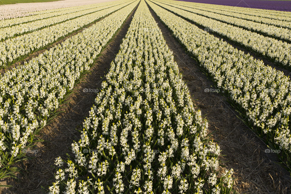 Flower fields