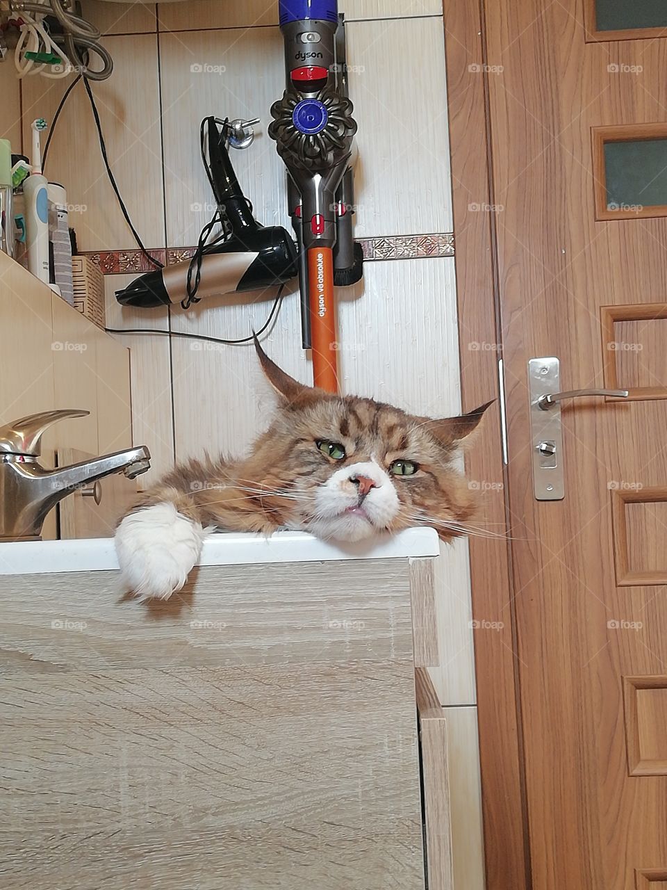 Sink cat Lemmy