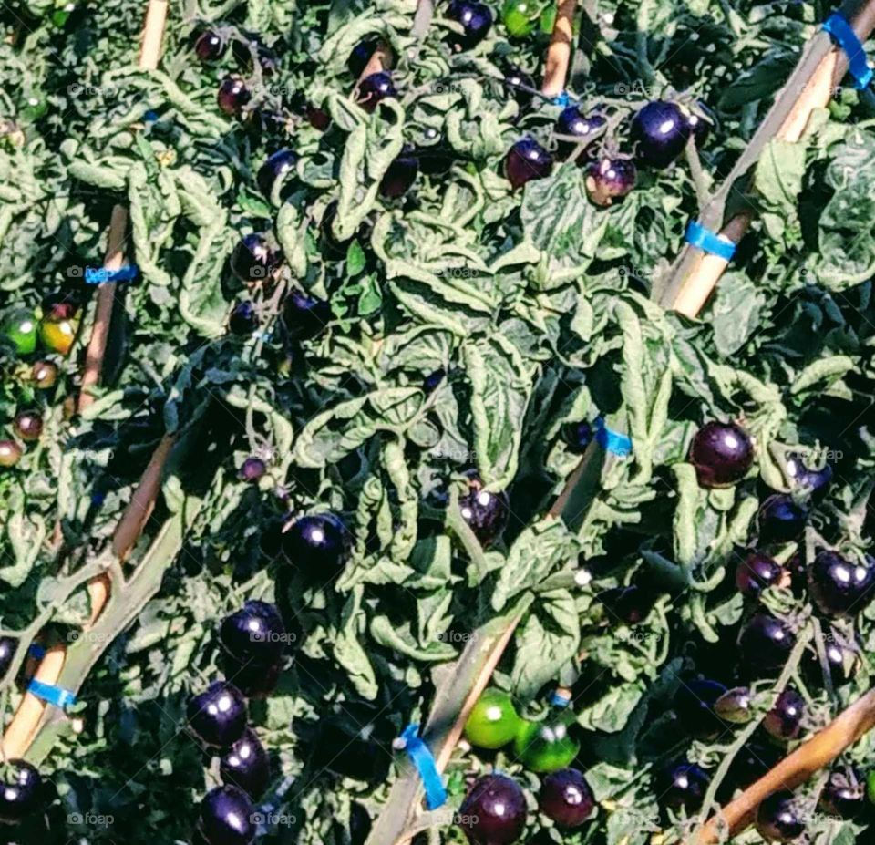 Fruits: black tomatos in the fields. it contains abundant of anthocyanidins, is a specil nutritious fruit. a rare new variety.