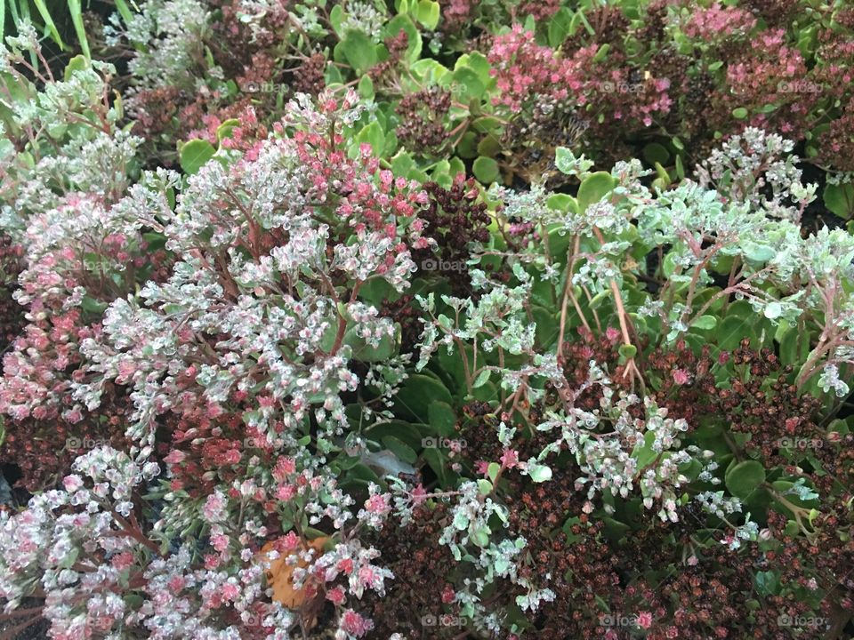 Sedum