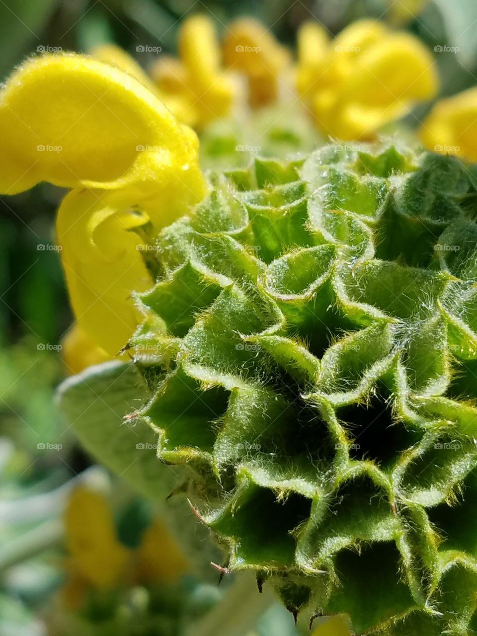 fuzzy flower pod
