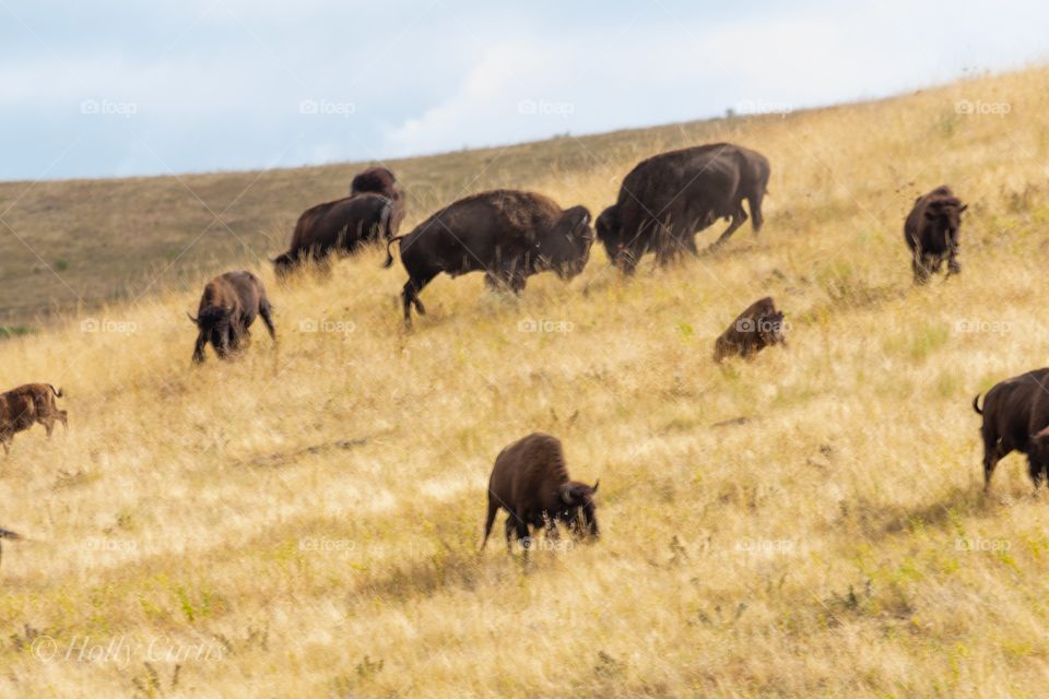 National Bison Range 