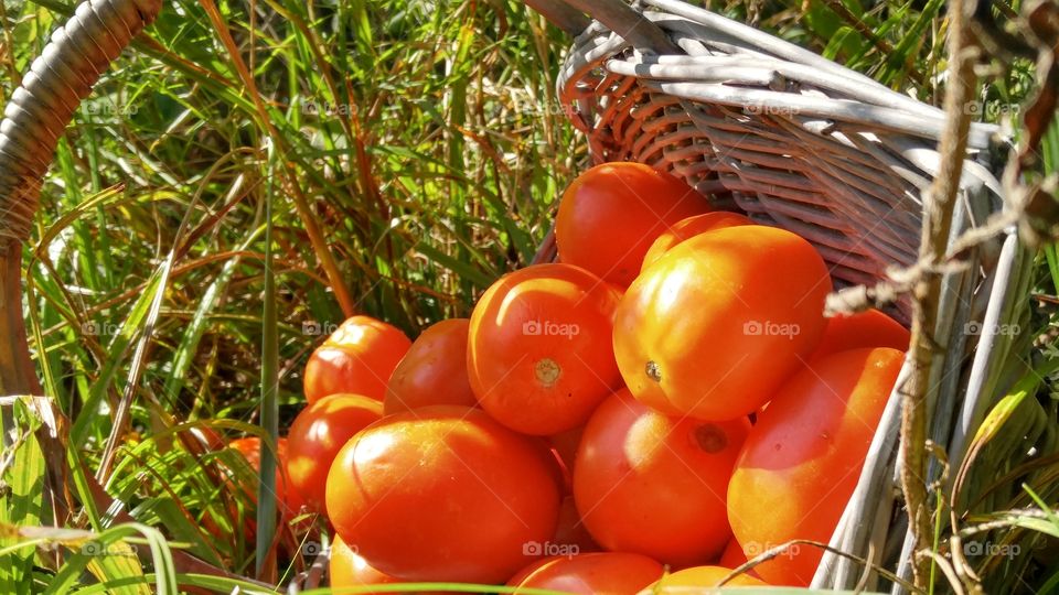 Tomato Harvest