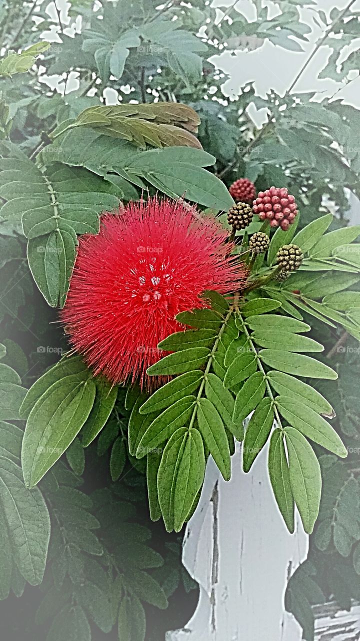 This oddly shaped beautiful flower is in full bloom in December.  We don't know the name and can't find any like it either.  It came with the house and is an amazing asset to my landscaping .