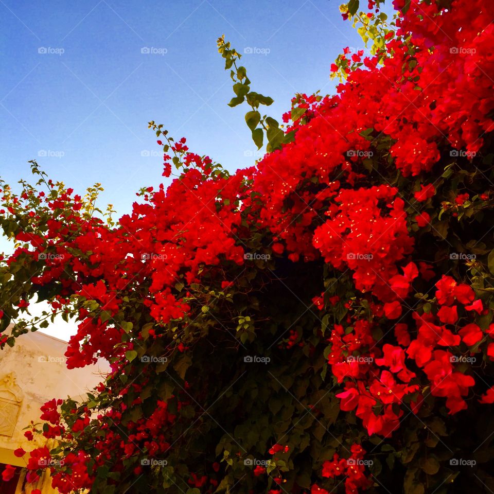 Beautiful flowers I spotted in Naxos Old Town