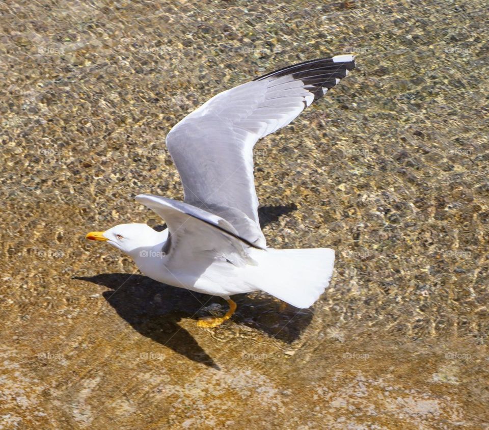 Gull