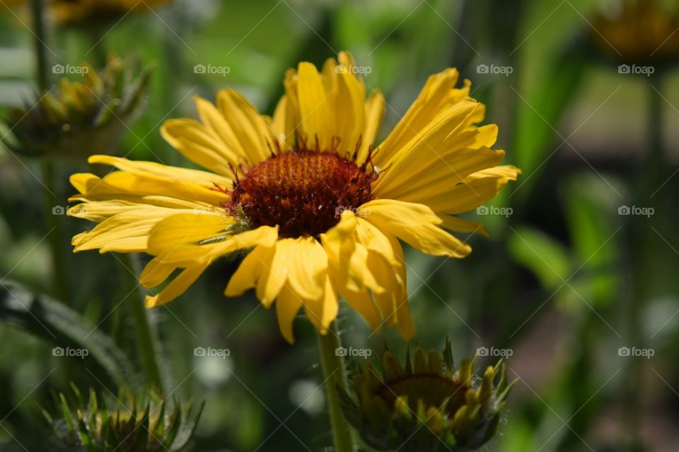 Sunflower. Garden 