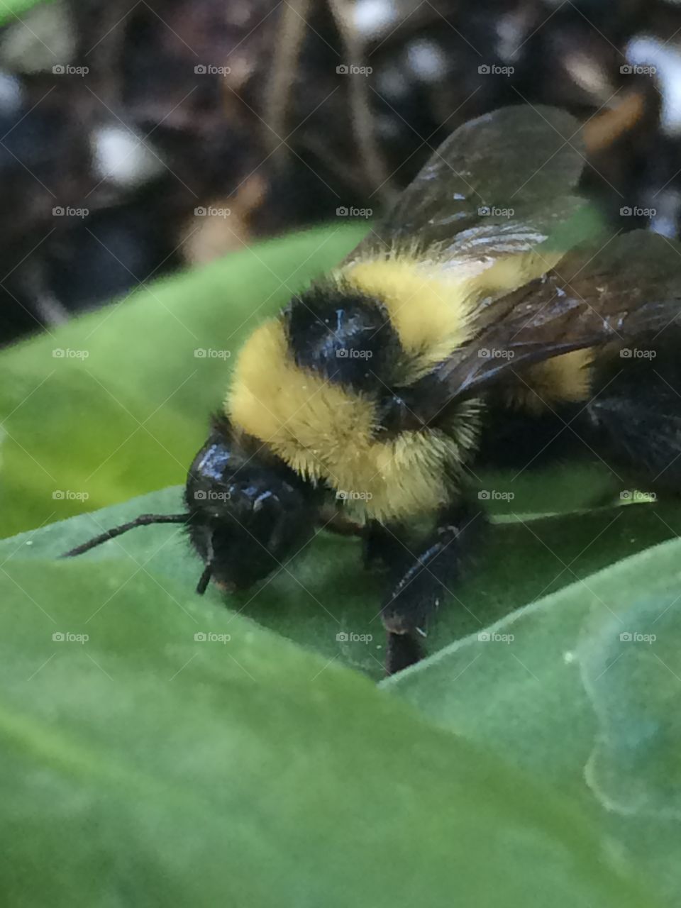 🐝 🐝 bees I love them 😍 
