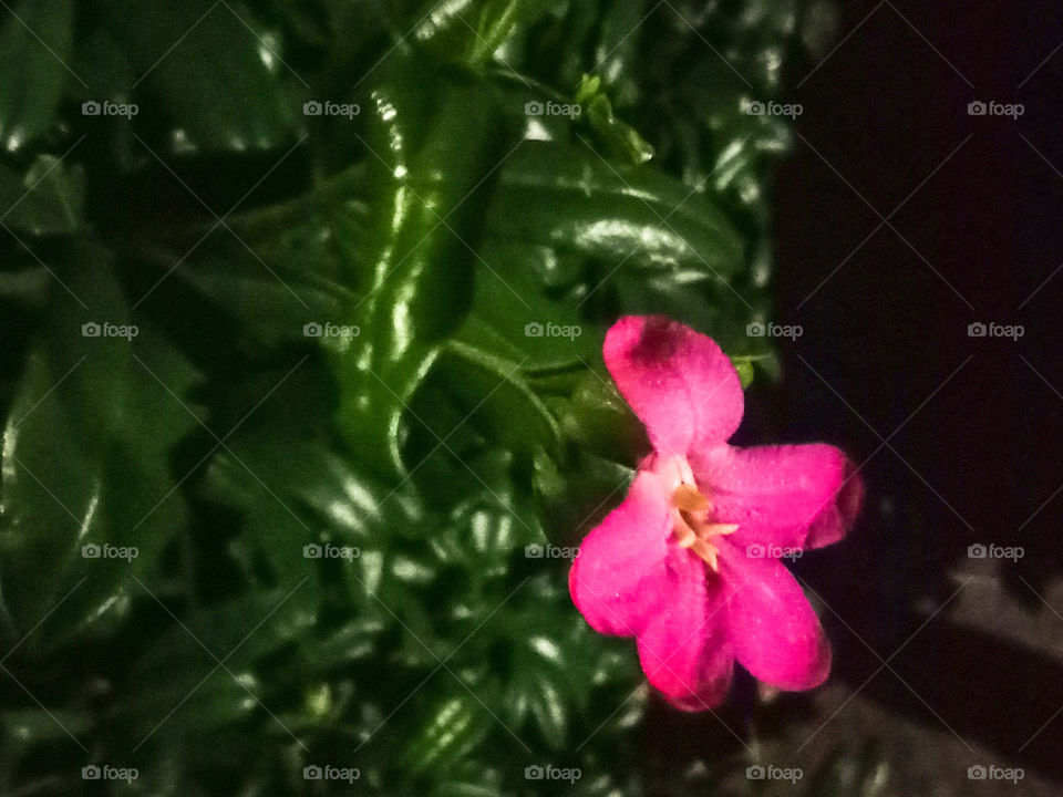 The fuschia flower contrasts the verdant green in this night-time photograph.