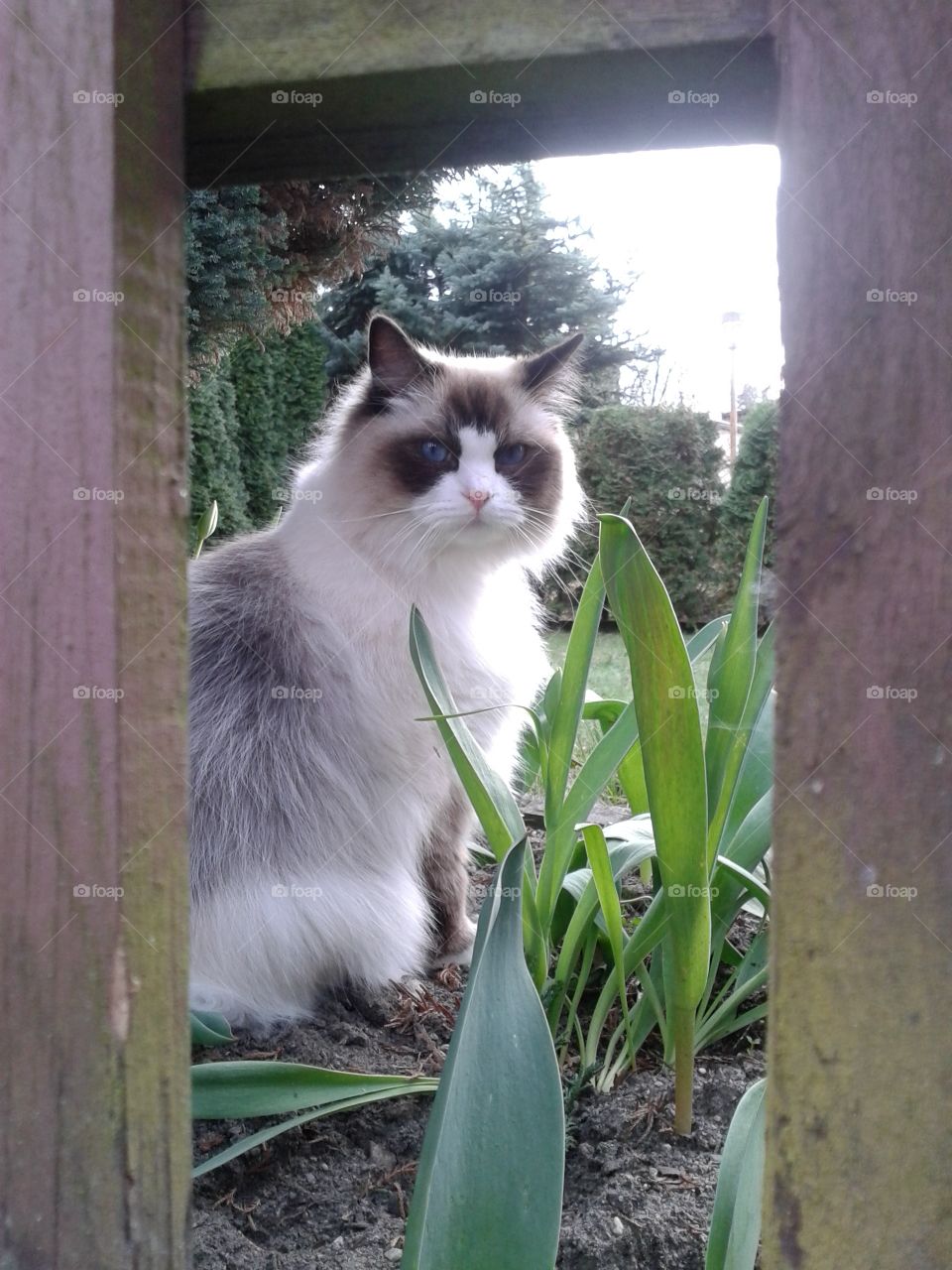 My friend, Dezmond:), Zielona Góra, Poland. Cat in garden.