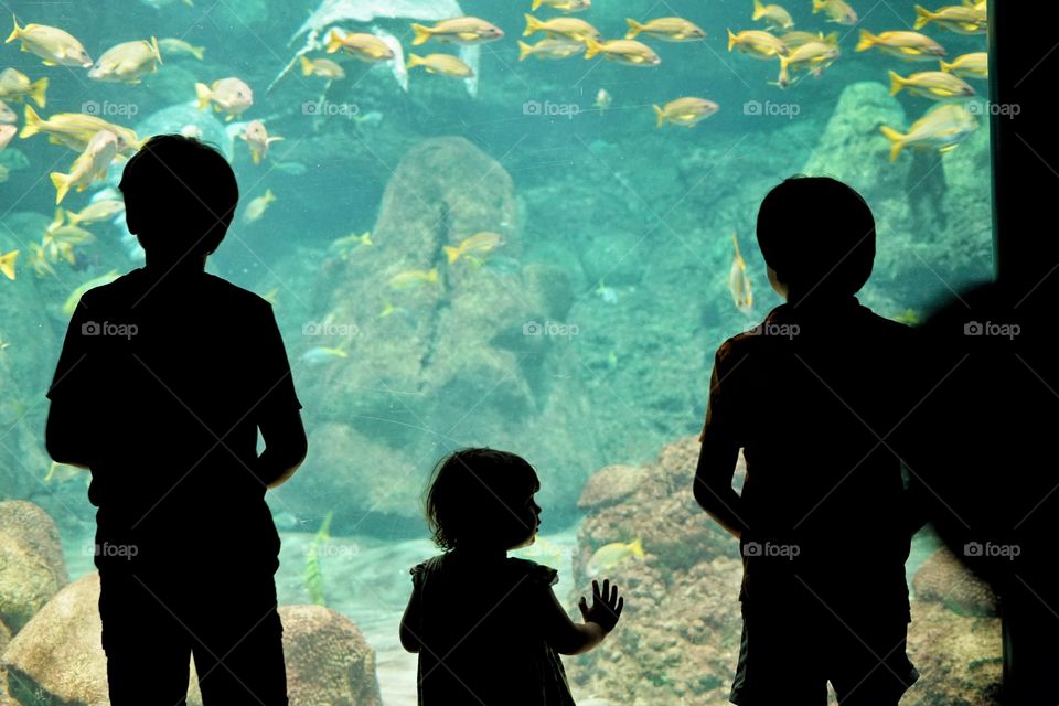 Children In Silhouette Gazing At An Aquarium 