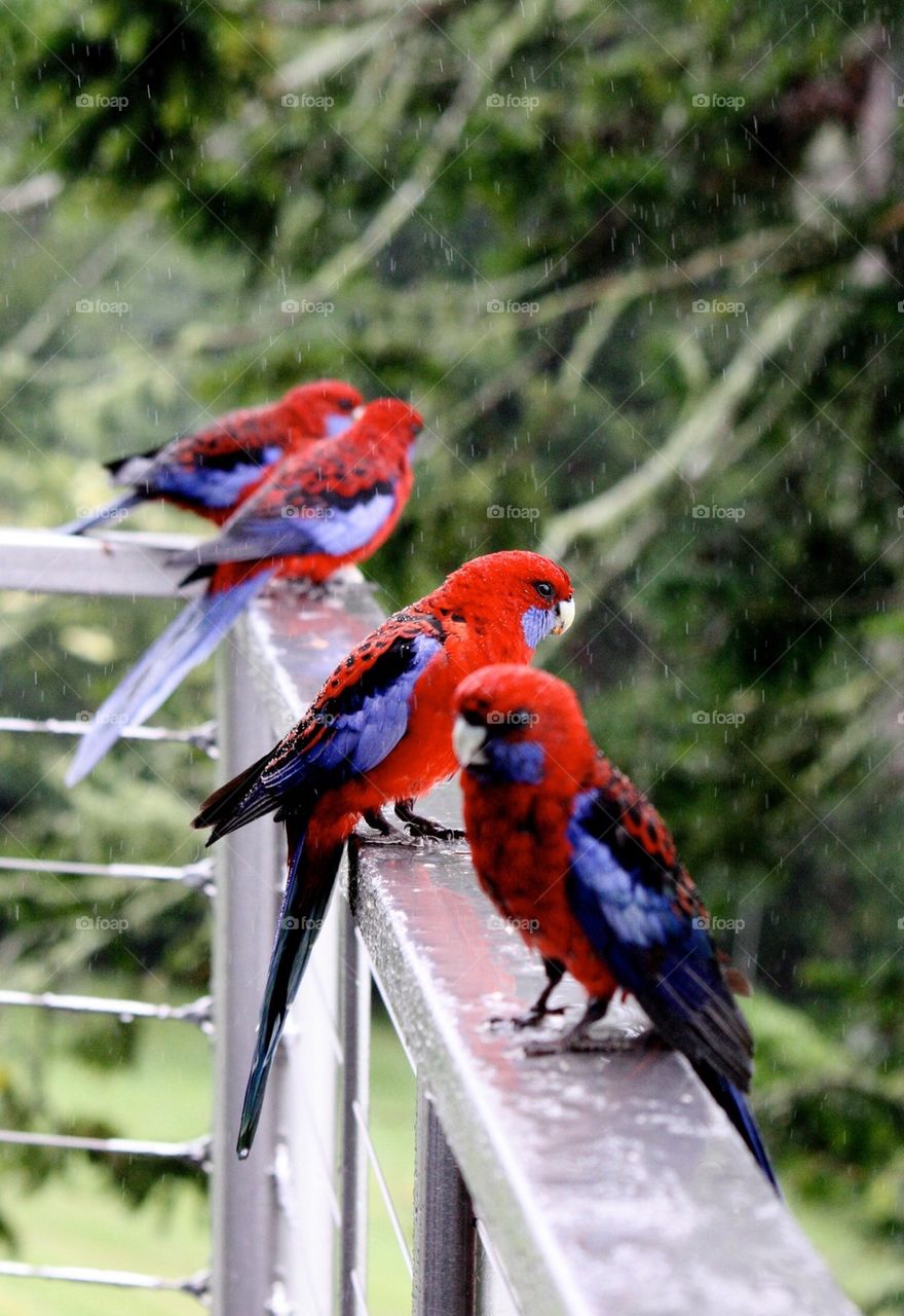 Red and blue birds