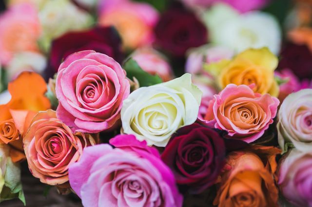 multiple colours rose