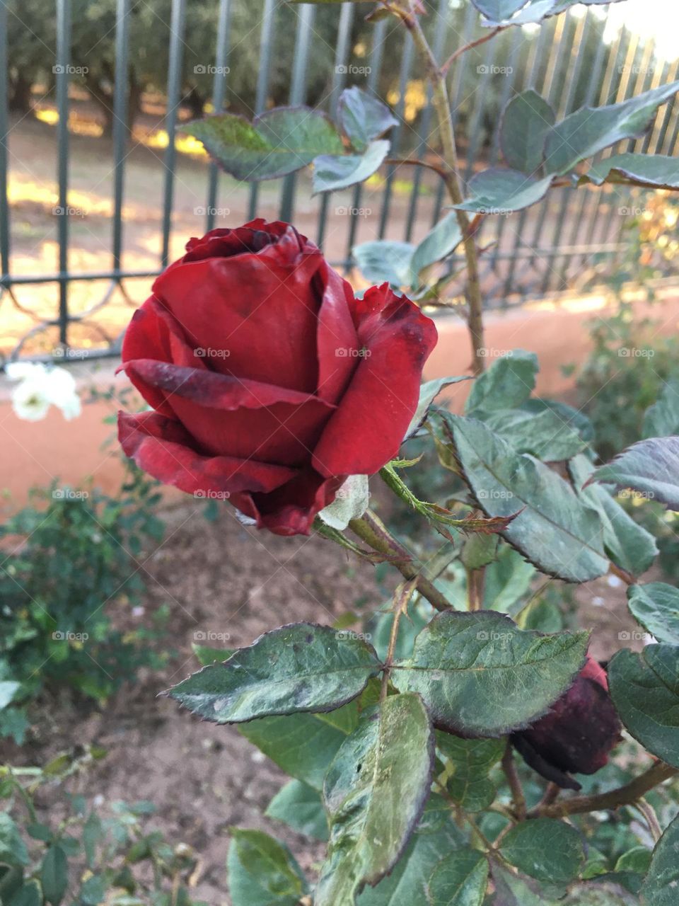 Beautiful red flower.