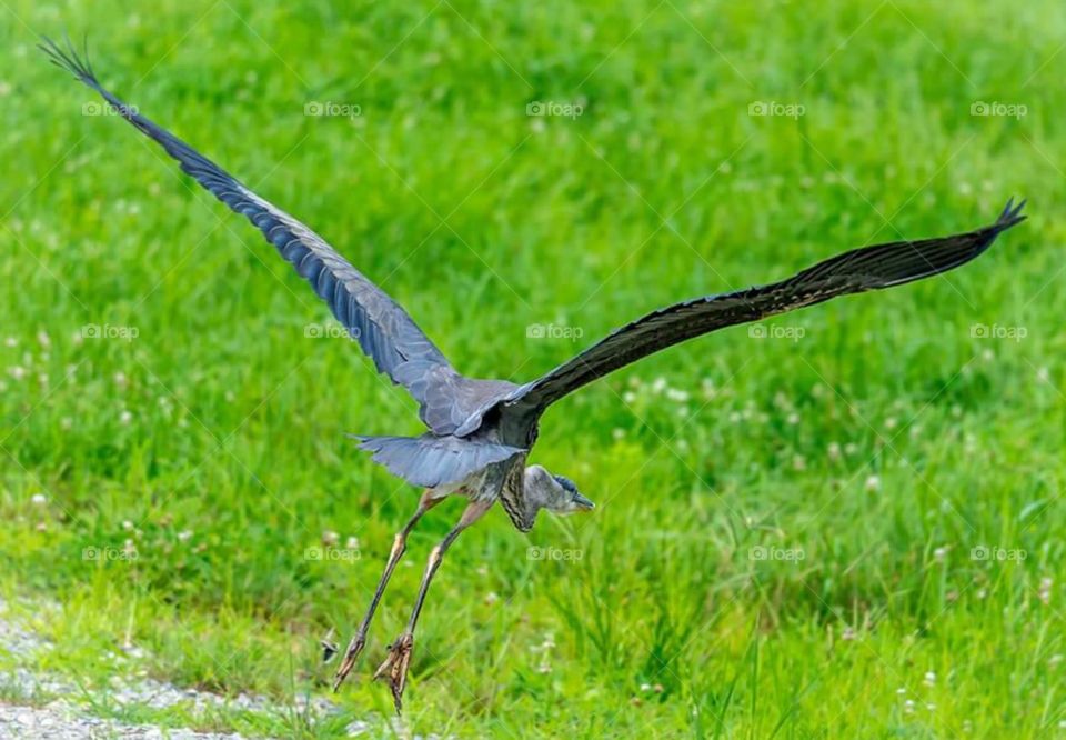 Blue Heron flying away