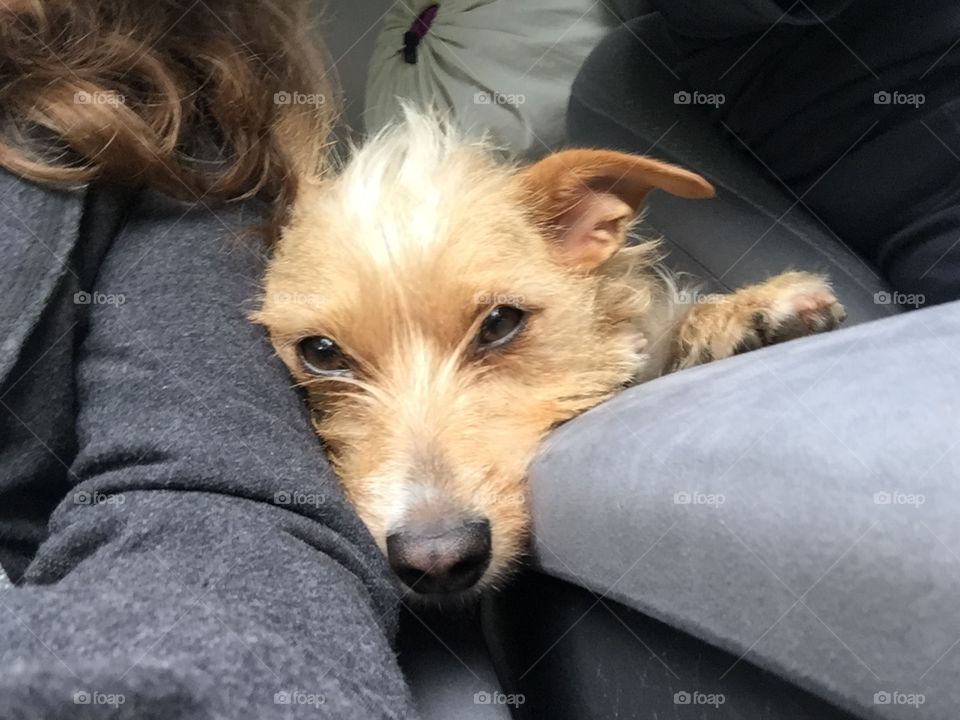 Puppy in car