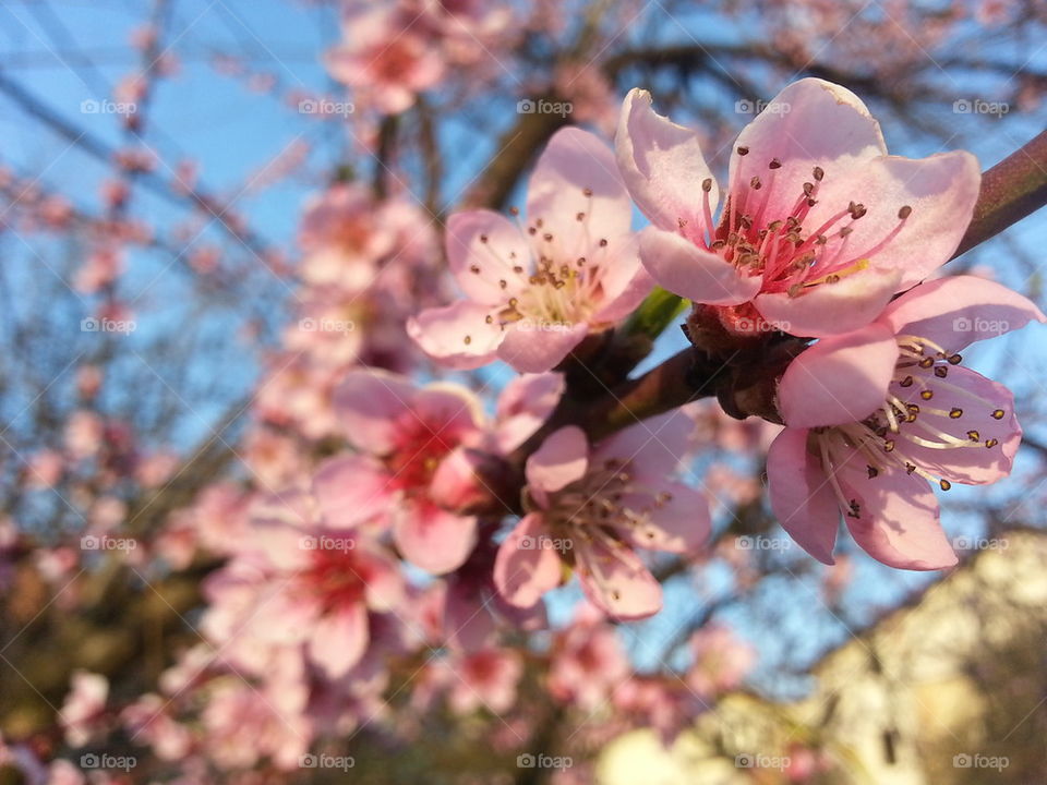 Spring blossoming